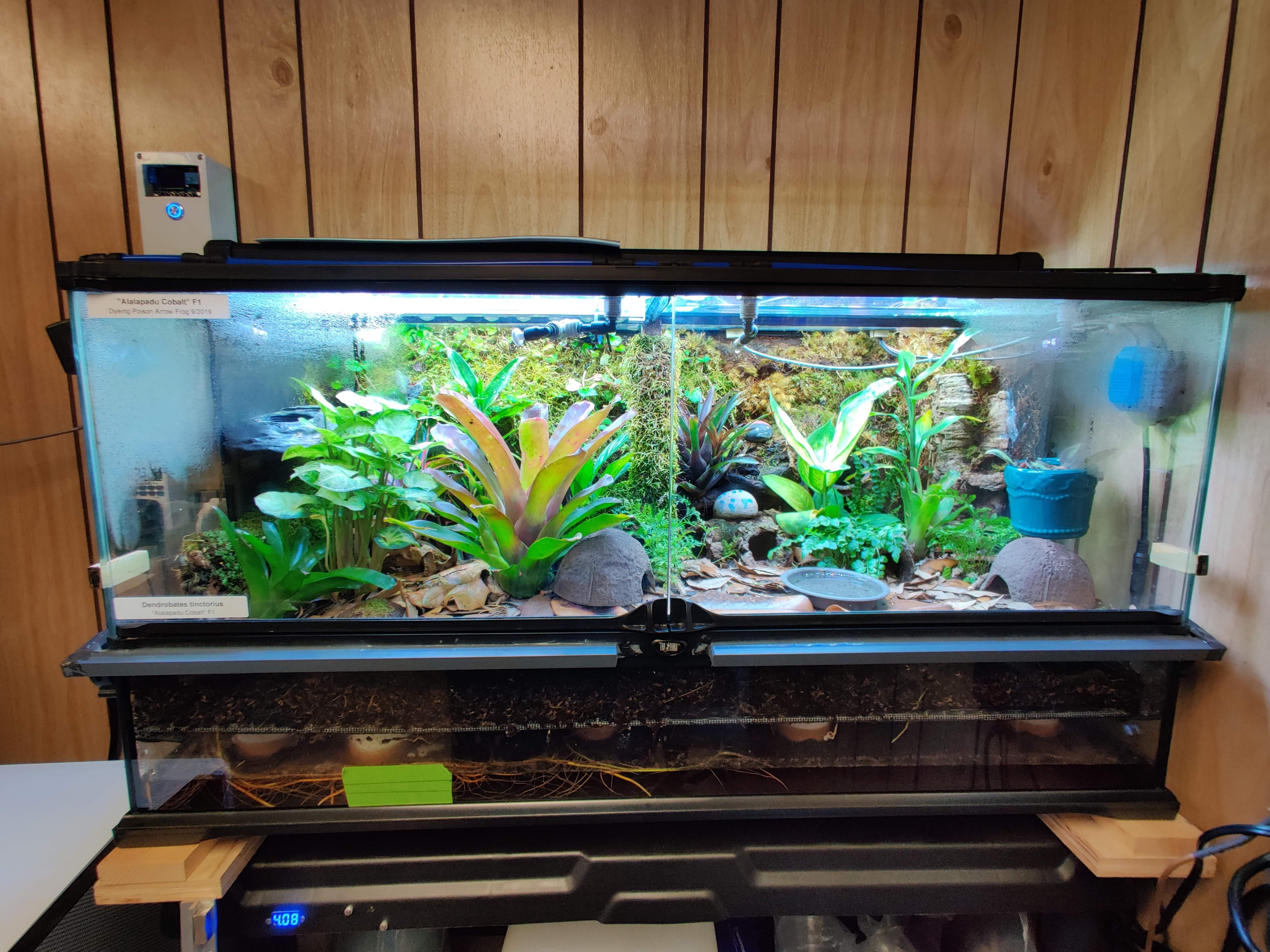 First planted tank with the egg-crate false-bottom grid visible below the substrate through the front glass
