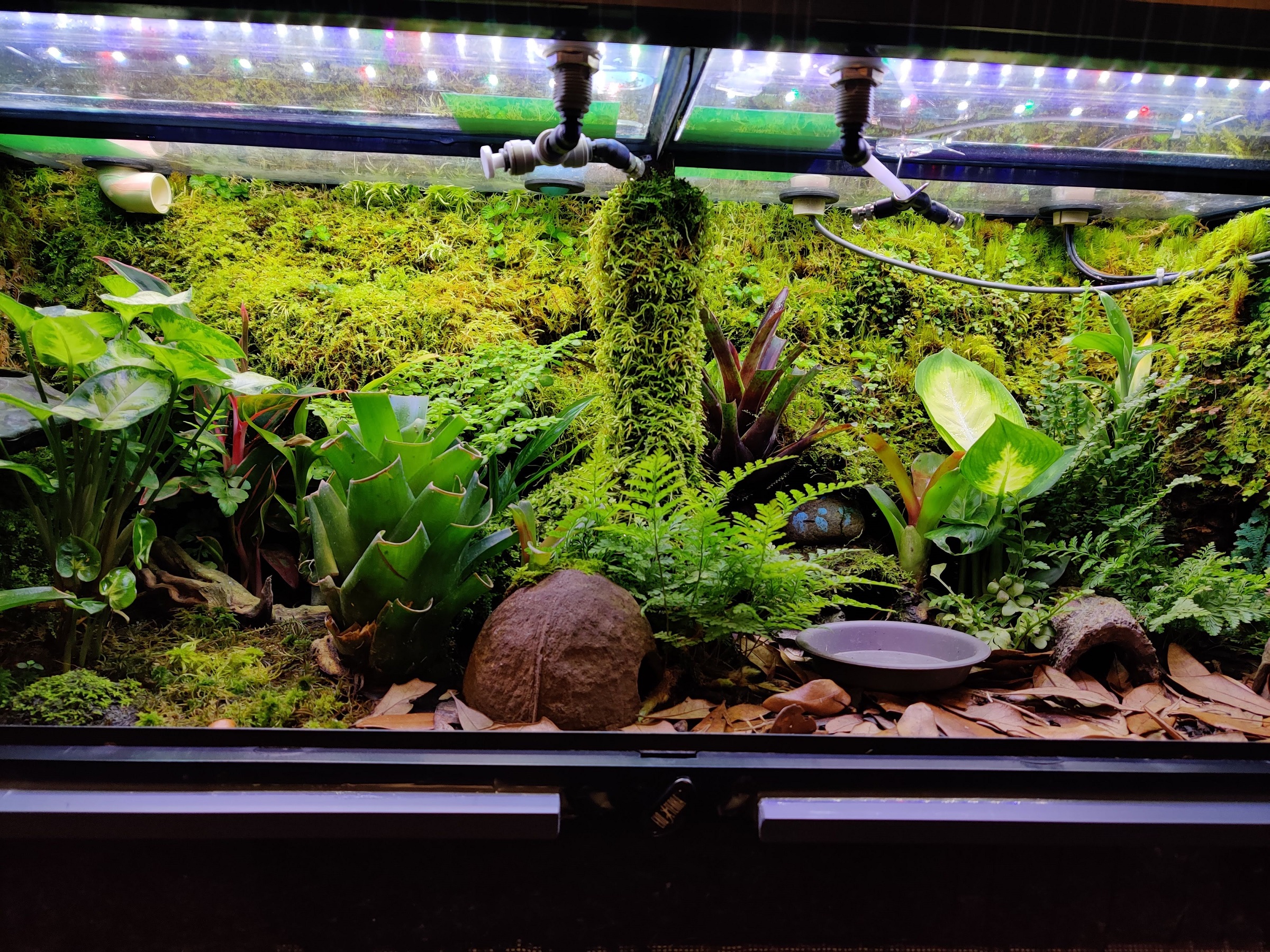 Wide view of the established vivarium with dense moss, ferns, foliage, wood, and leaf litter