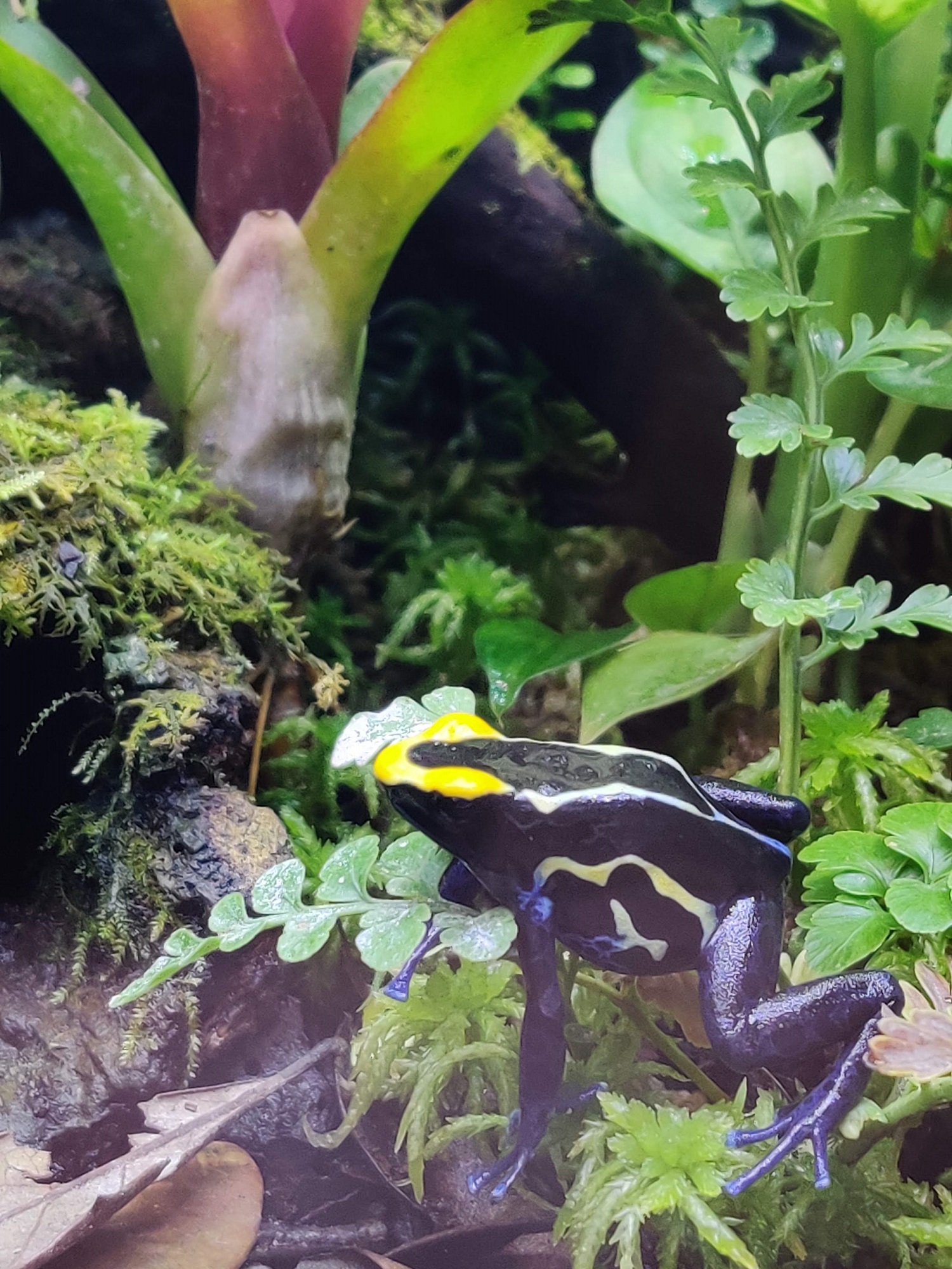 Dyeing dart frog among vivarium plants