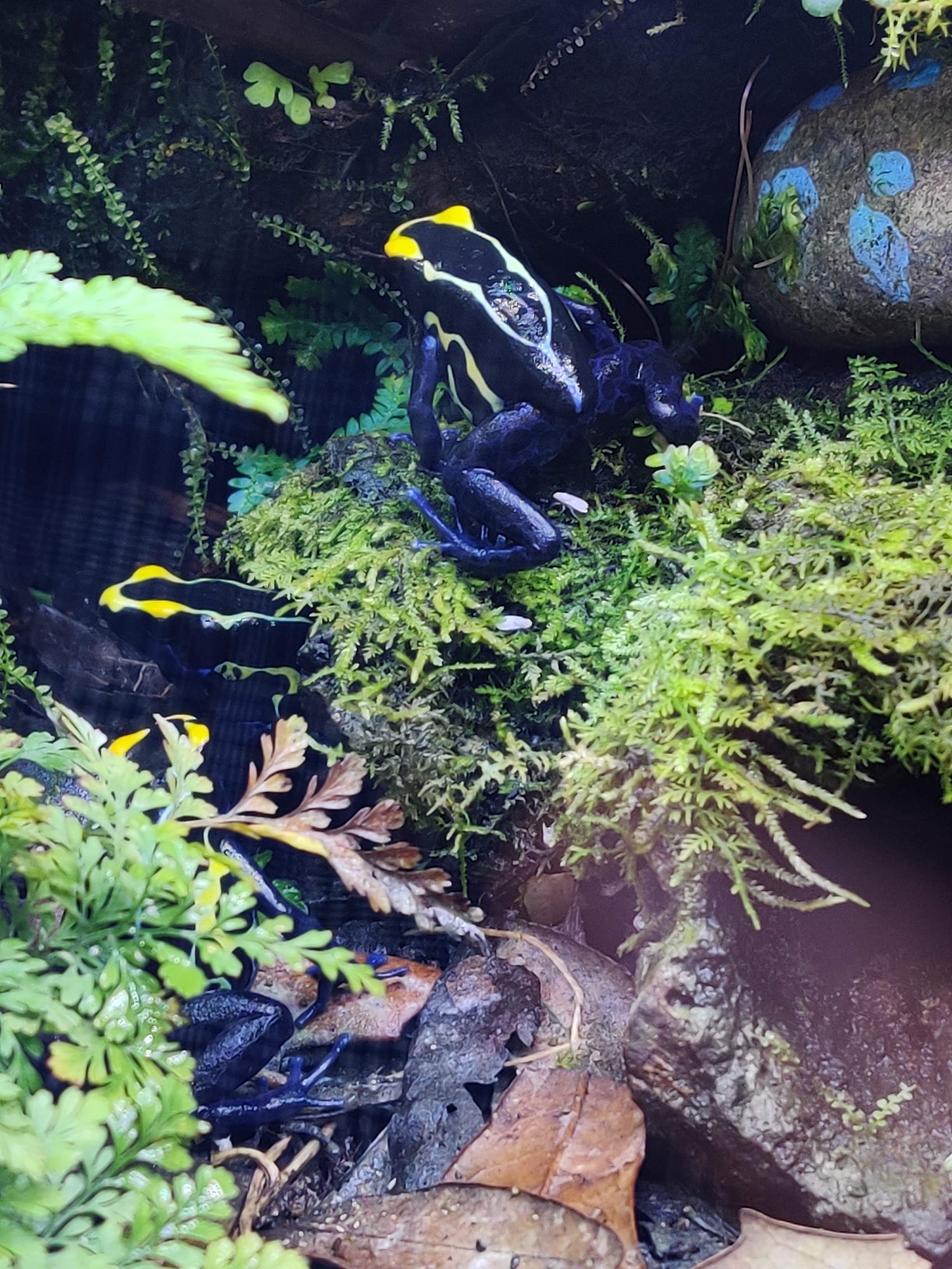 Dyeing dart frog photographed in the planted vivarium