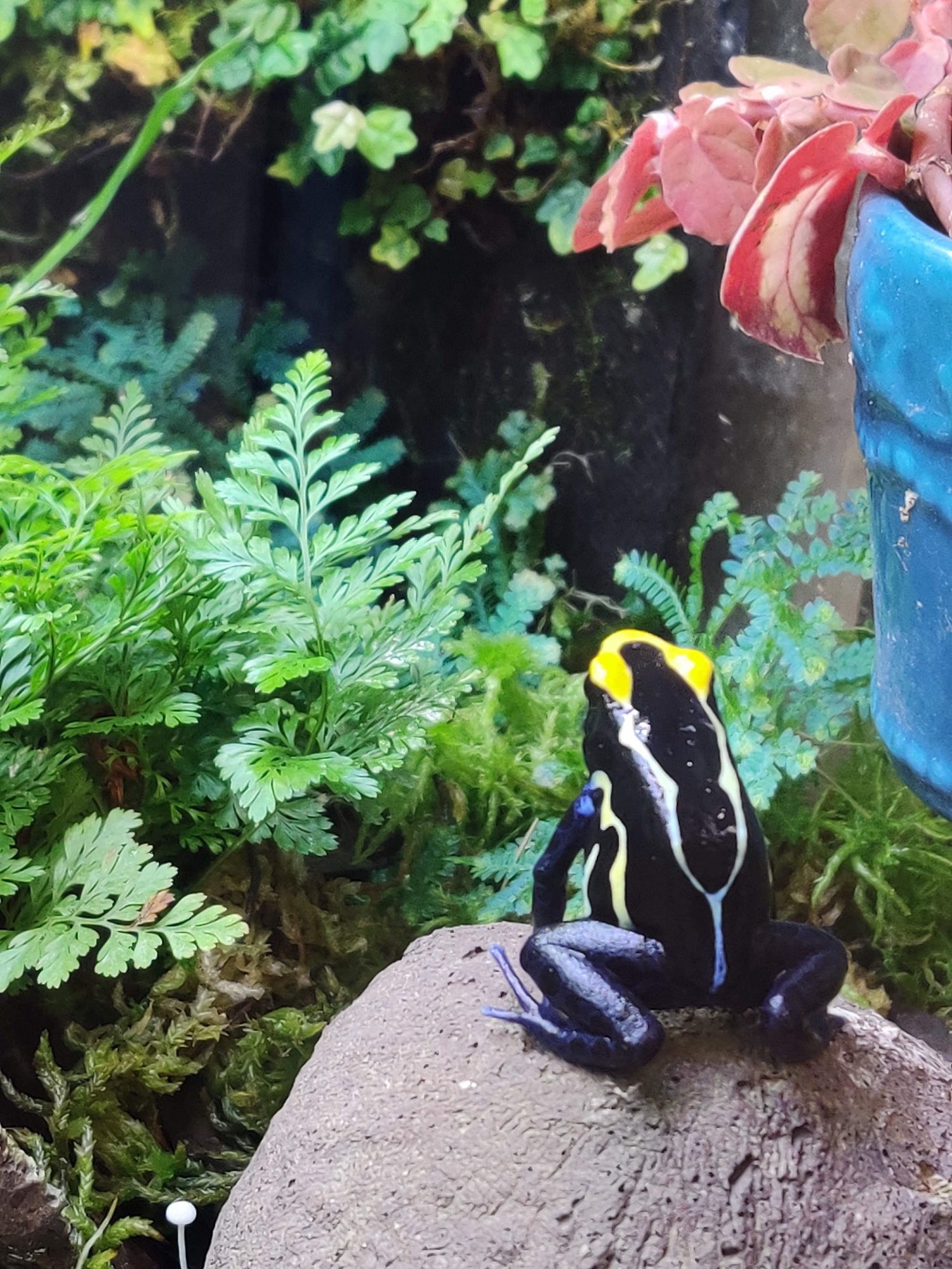 Dart frog resting among moss and tropical foliage