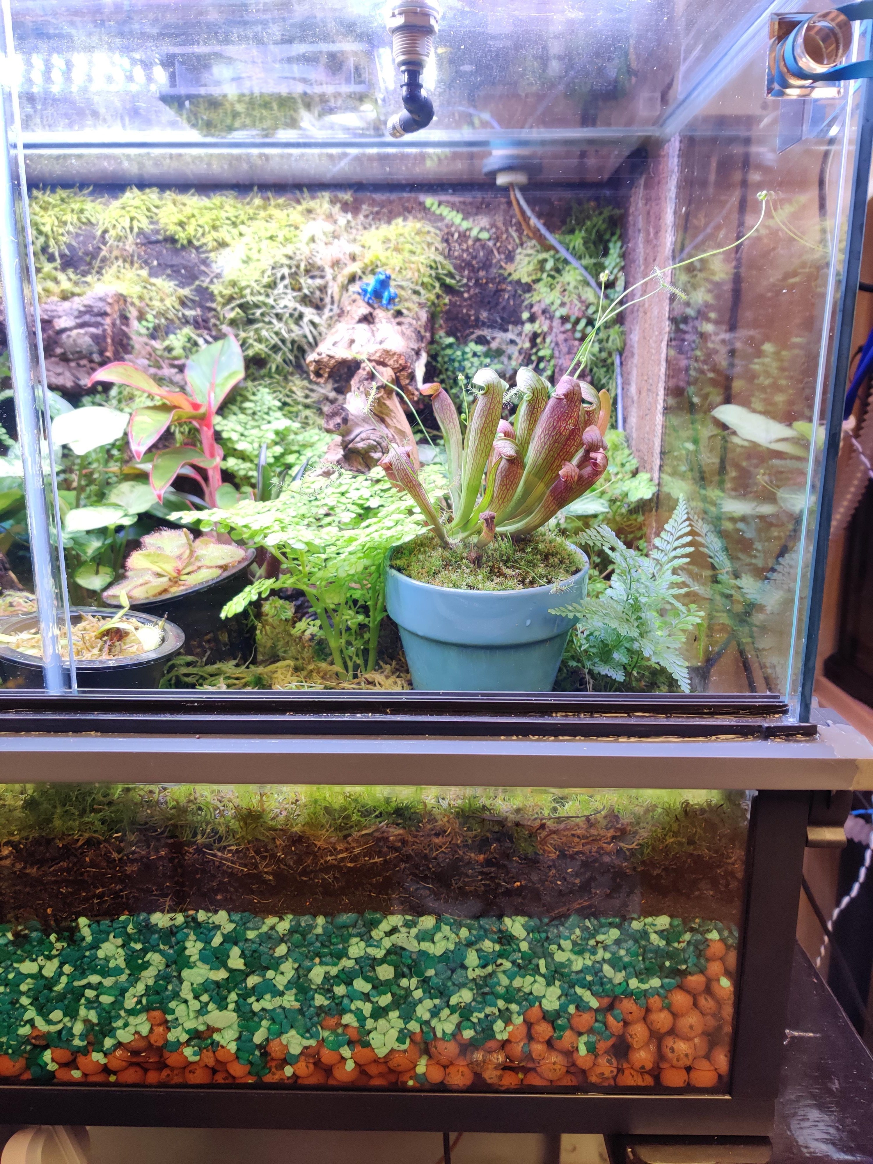 Established tropical plants growing together inside the vivarium