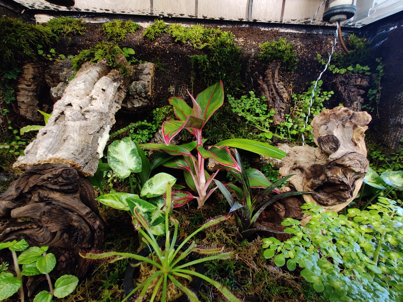 Finished vivarium background covered with substrate, cork, moss, and growing plants